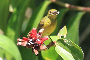 Female Brown-Throated Sunbird